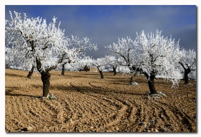 Arboles helados - Hoar frosted trees