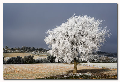 Arbol helado - Hoar frosted tree