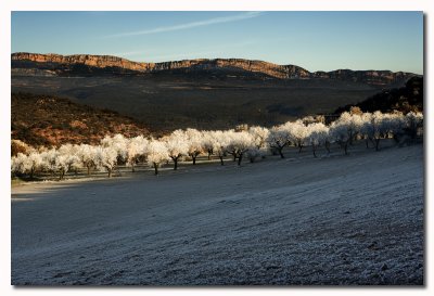 Almendros helados - Hoar frost on Almond trees