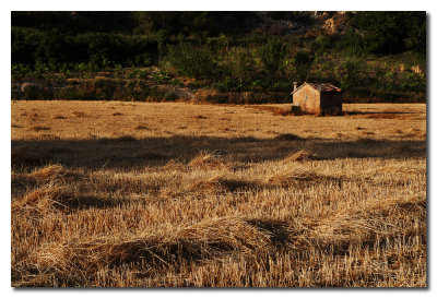 Campo recien segado - Reaped wheat field