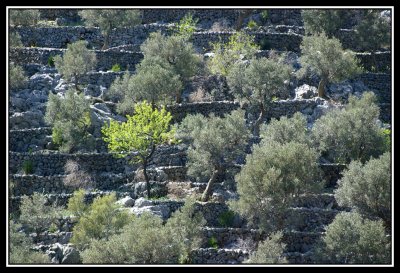 Bancales de olivos  -  Olive tree terraces