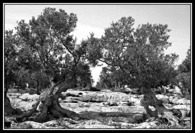 Dos Olivos  -  Two olvie trees
