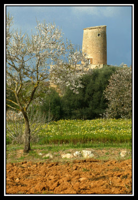 Torre  -  Tower