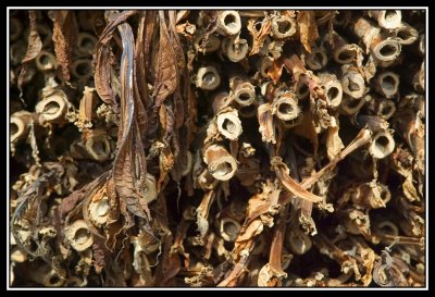 Troncos de tabaco secos  -  Dry tobacco plants