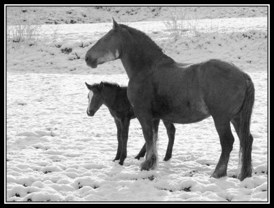 Caballos Blanco y Negro  -  Horses B&W