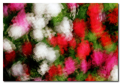 Flores  -  Flowers