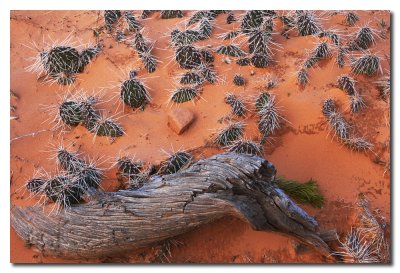 Mini cactus y tronco de Juniper  -   Mini cactus Juniper trunk
