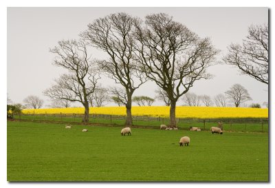 Campiņa Inglesa - English countryside
