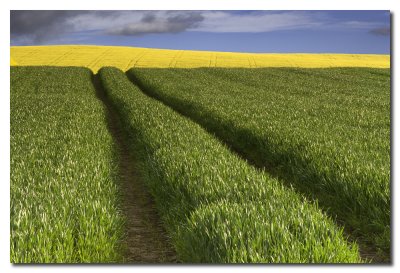 Campiņa Inglesa - English countryside