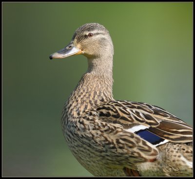 Eend - Duck