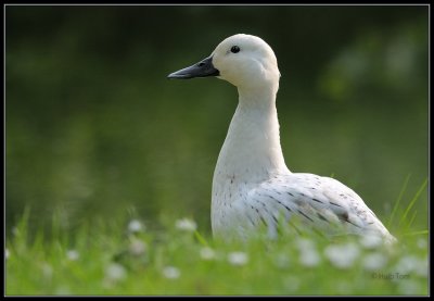 Wilde Eend - Mallard