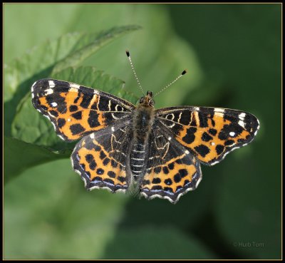 Landkaartje - Map Butterfly