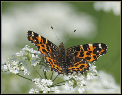 Landkaartje - Map Butterfly