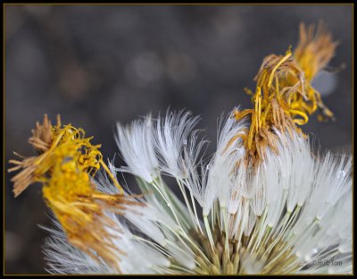 Paardenbloem - Dandelion