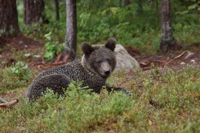 Bears of Finland
