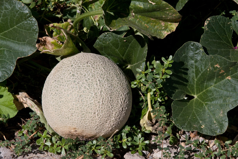 Look what I found growing by the parking lot!