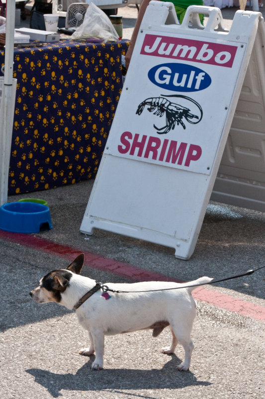 Jumbo shrimp?
