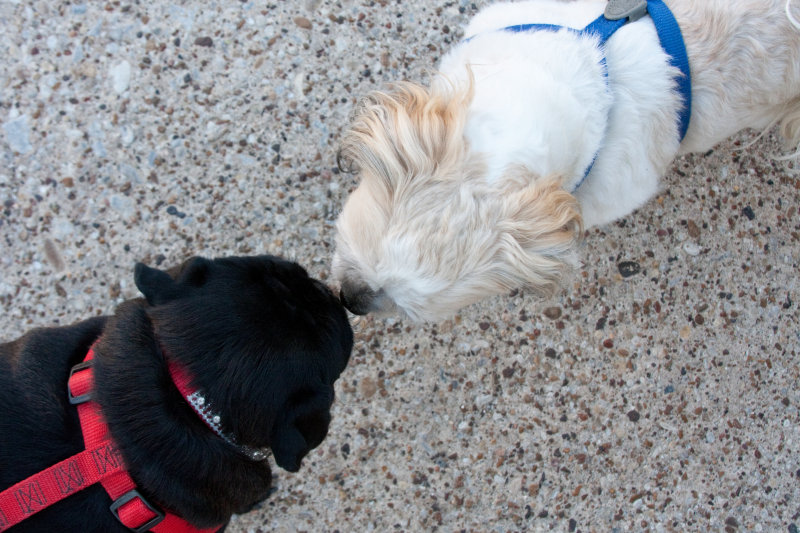 Mollie likes to meet and greet!