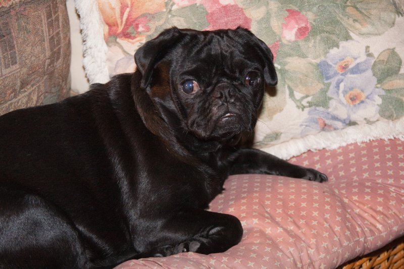Mollie has made this little wicker couch her favorite place to spend the day.