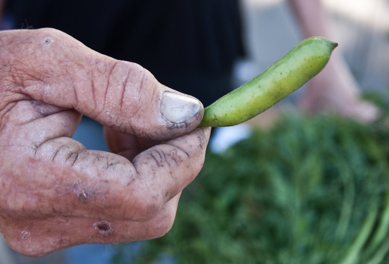 The hand of a local farmer...