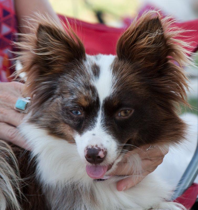 I am looking for a good home!
