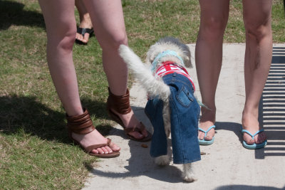 What the fashionable dog wears to romp in the park...