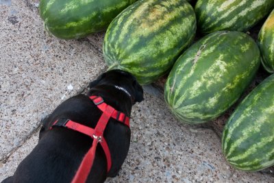 Miss Mollie is afraid of the watermelons!