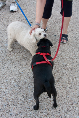 Mollie meets Motley at the market...