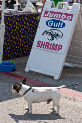 Jumbo shrimp?