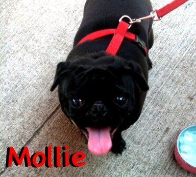 Mollie loves the market!