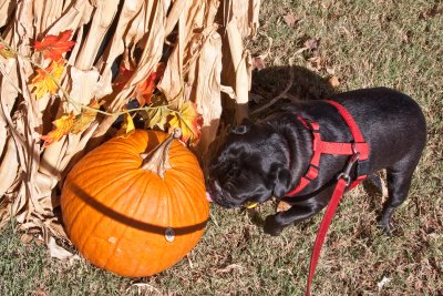 Mollie licks the pumpkin!