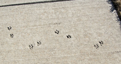 The Footprints...