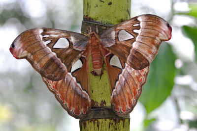 Atlas Moth  ( look closely...)