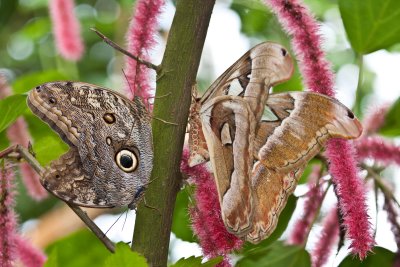 Two Owl Butterflies and an Atlas Moth