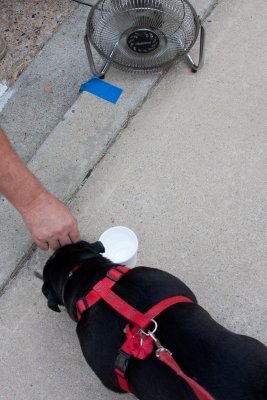 A cold drink of water and a fan for the doggie!