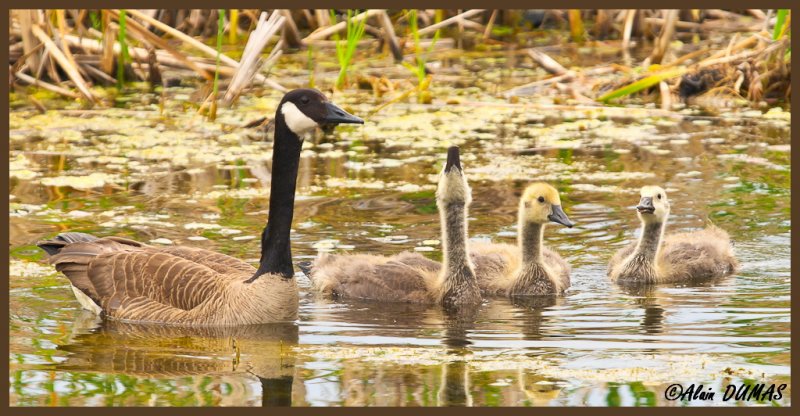 Scne Familliale - Family Scene