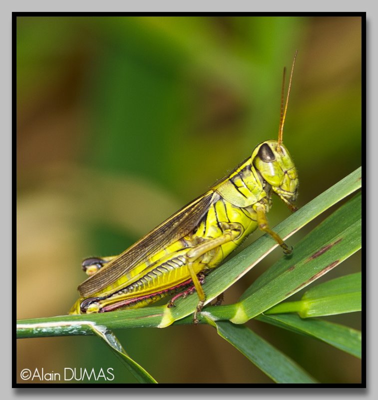 Mlanople  pattes rouges - Red-legged grasshopper