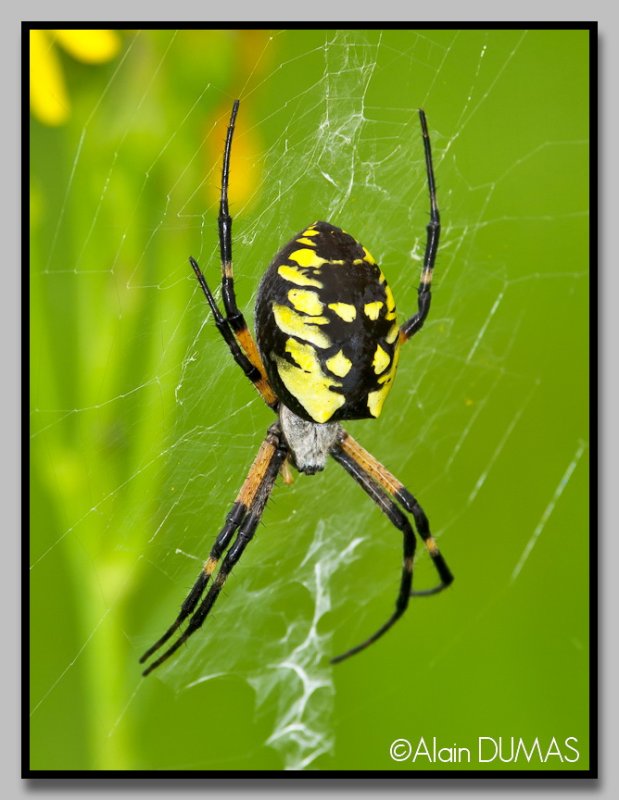 Argiope aurantia femelle - Female Argiope aurantia