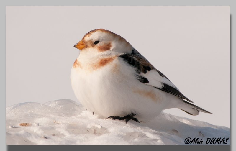 Plectrophane des neiges - Snow Bunting