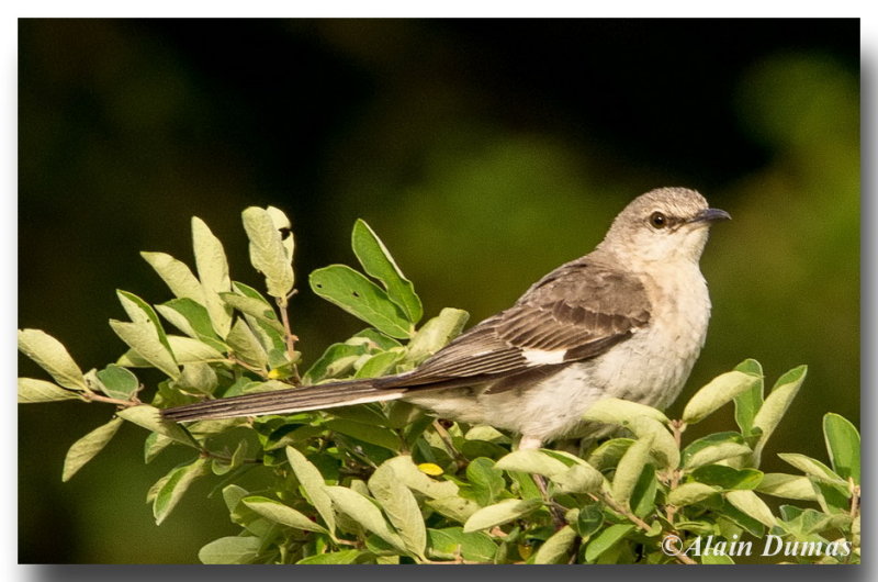 Moqueur Polyglotte - Northern Mockingbird