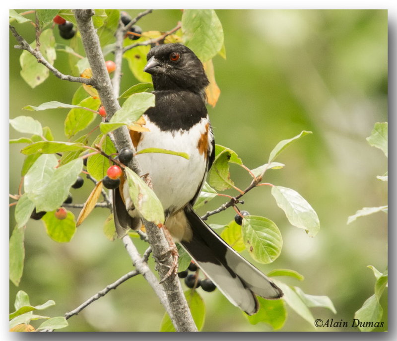 Tohi  flanc roux - Rufous-sided Towhee