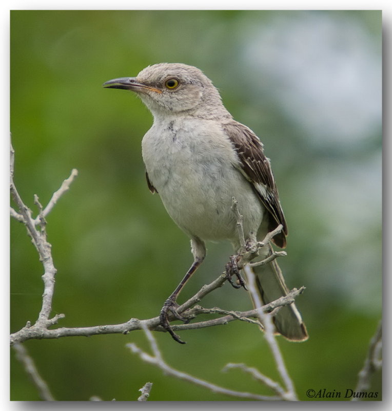 Moqueur Polyglotte - Northern Mockingbird