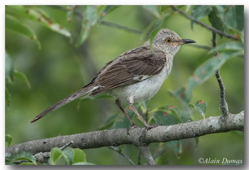 Moqueur Polyglotte - Northern Mockingbird