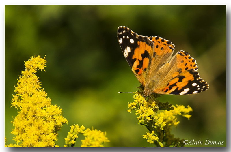 Belle Dame - Painted Lady