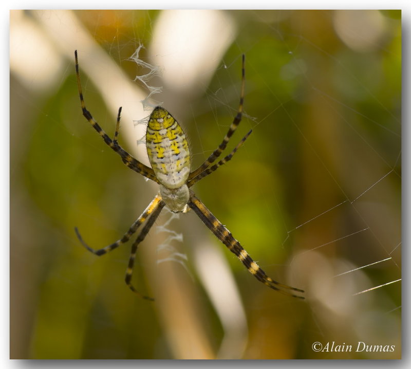 Argiope - Golden Garden Argiope