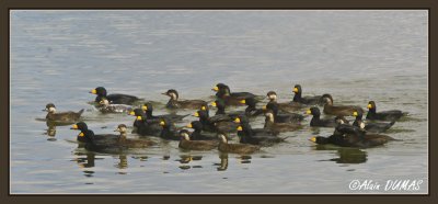 Macreuse Noirs - Black Scoters