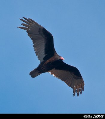 Urubu  Tte Rouge - Turkey Vulture