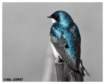 Hirondelle Bicolore - Tree Swallow