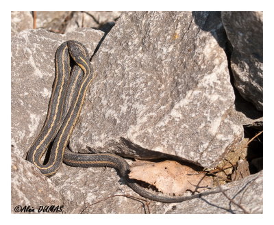 Couleuvre raye de lEst- Common Garter Snake