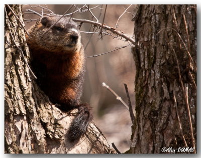 Marmotte Commune - Groundhog